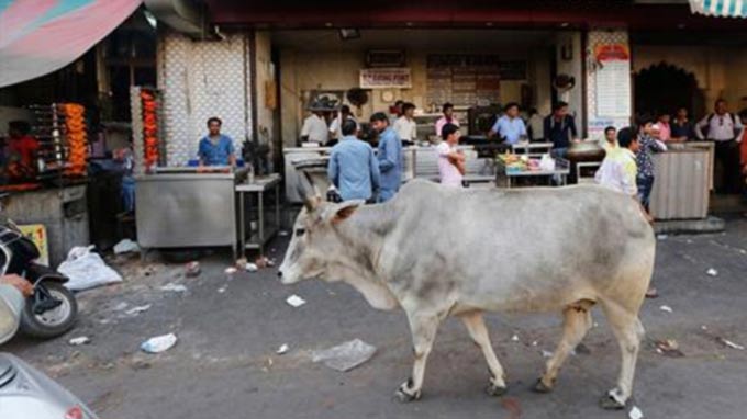 Mob kills Muslim man transporting cows in India
