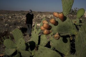 Chased away by Israeli settlers, these Palestinians returned to a village in ruins